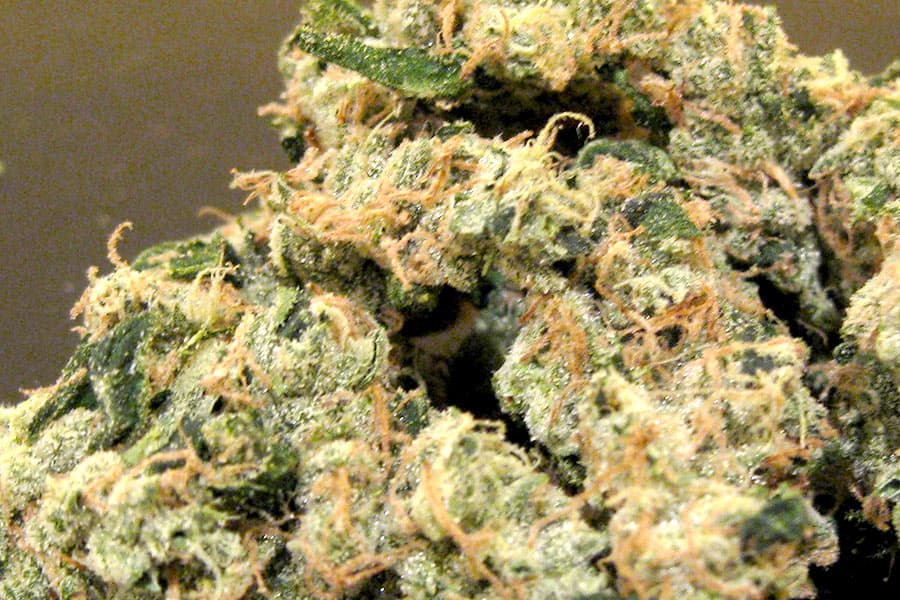 CBD Blüten Bestellen – Günstige Blüten in bester Indoor-Qualität