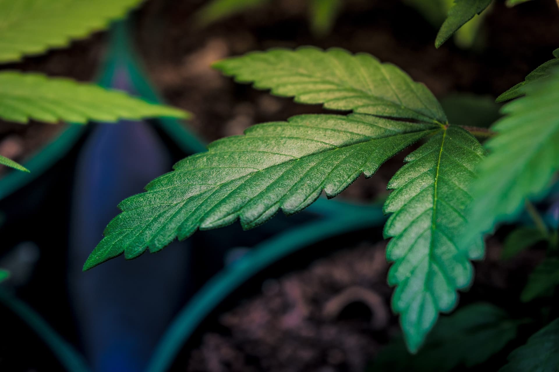 Die besten Breeder im Sortiment – Hanfsamen bestellen mit Premium-Qualität